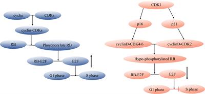 The functional role of cellular senescence during vascular calcification in chronic kidney disease